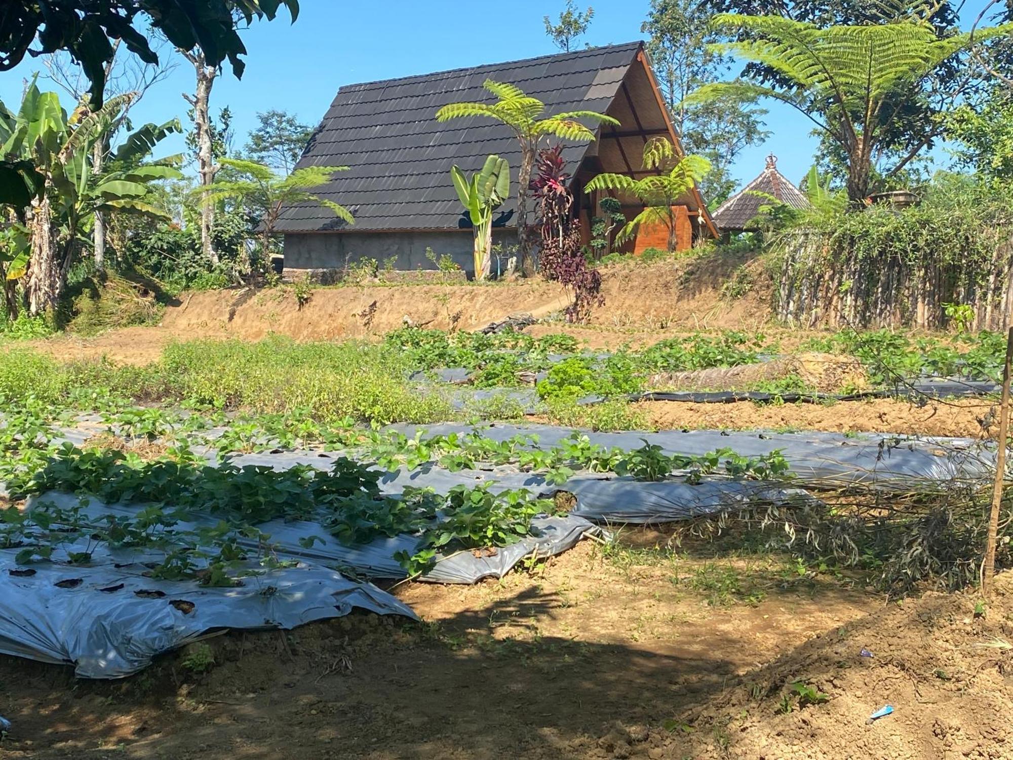 Lembah Cinta Mayungan Baturiti Extérieur photo